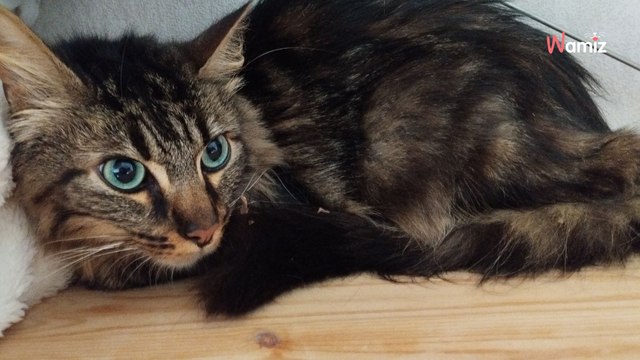 Haute-Loire : les pompiers tentent de sauver un chat coincé sur un balcon qui se jette dans le vide dans la panique