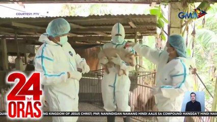 Ilang baboy, binakunahan kontra-ASF; dagdag 150k doses, parating na | 24 Oras