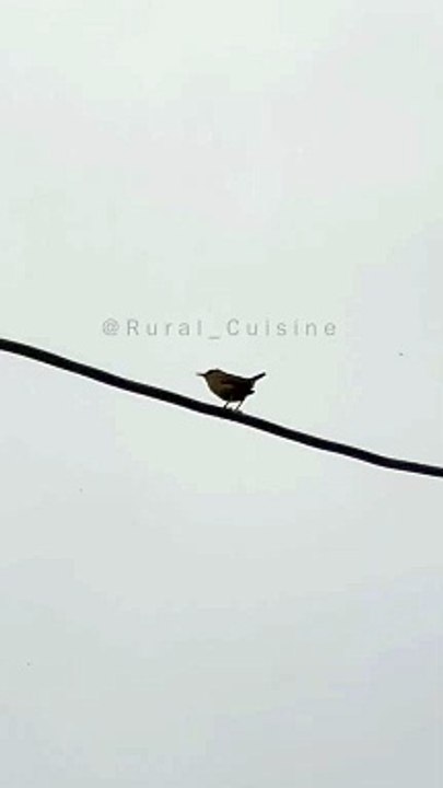 The Morning Song Of A Bird In The Village @Rural Cuisine