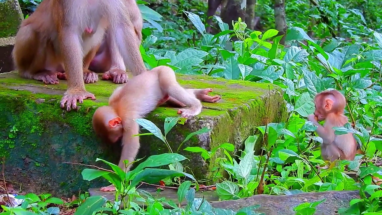 Amazing Baby Monkey Luno is clinging to a tree skillfully