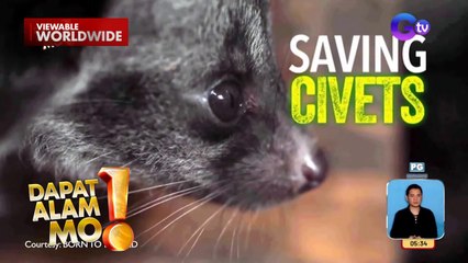 Musang na muntik nang maging pulutan, na-rescue! | Dapat Alam Mo!