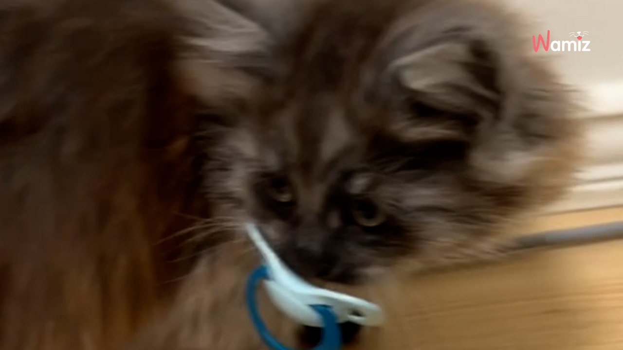 Son chaton trouve la tétine de son neveu : son attitude fait rire 775K d’internautes