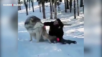 Yıllar sonra büyüttüğü kurtla ormanda karşılaşan kadının görüntüleri viral oldu