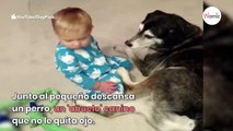 Bebé se queda dormido y cae encima de su viejo perro: su reacción da escalofríos a los papás