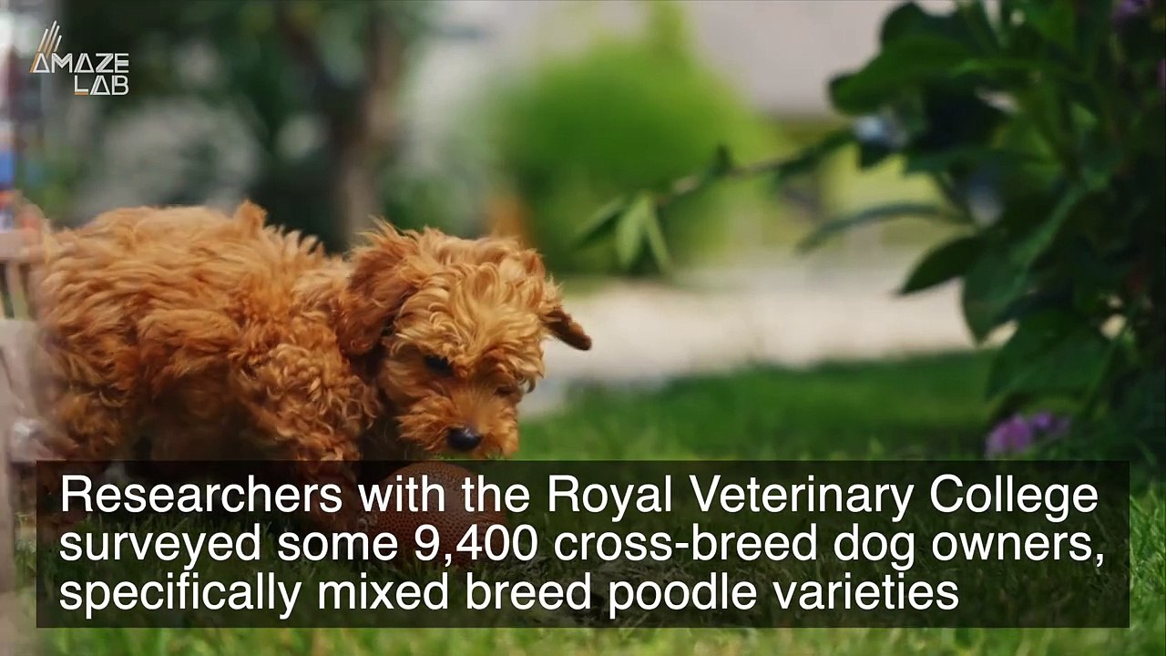 New Study Answers Whether Cross-Bred Dogs Are Healthier Than Pure-Bred