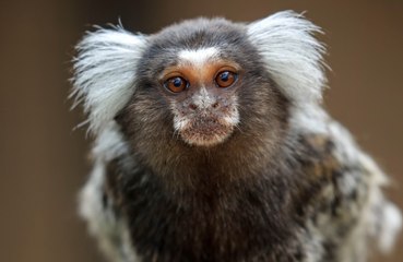 Monkeys call each other by specific names