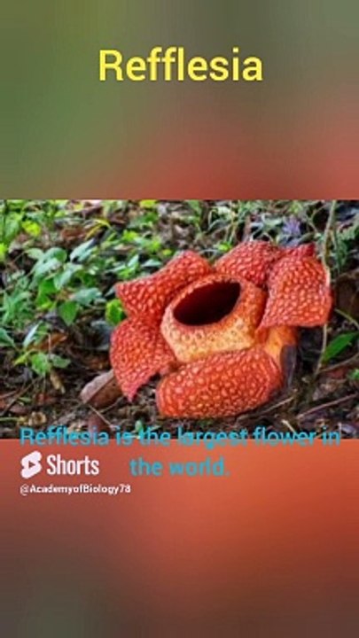 Biggest flower in the world | دنیا کا سب سے بڑا پھول | Refflesia