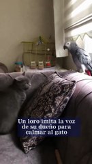 Loro imita la voz de de su dueño para calmar al gato