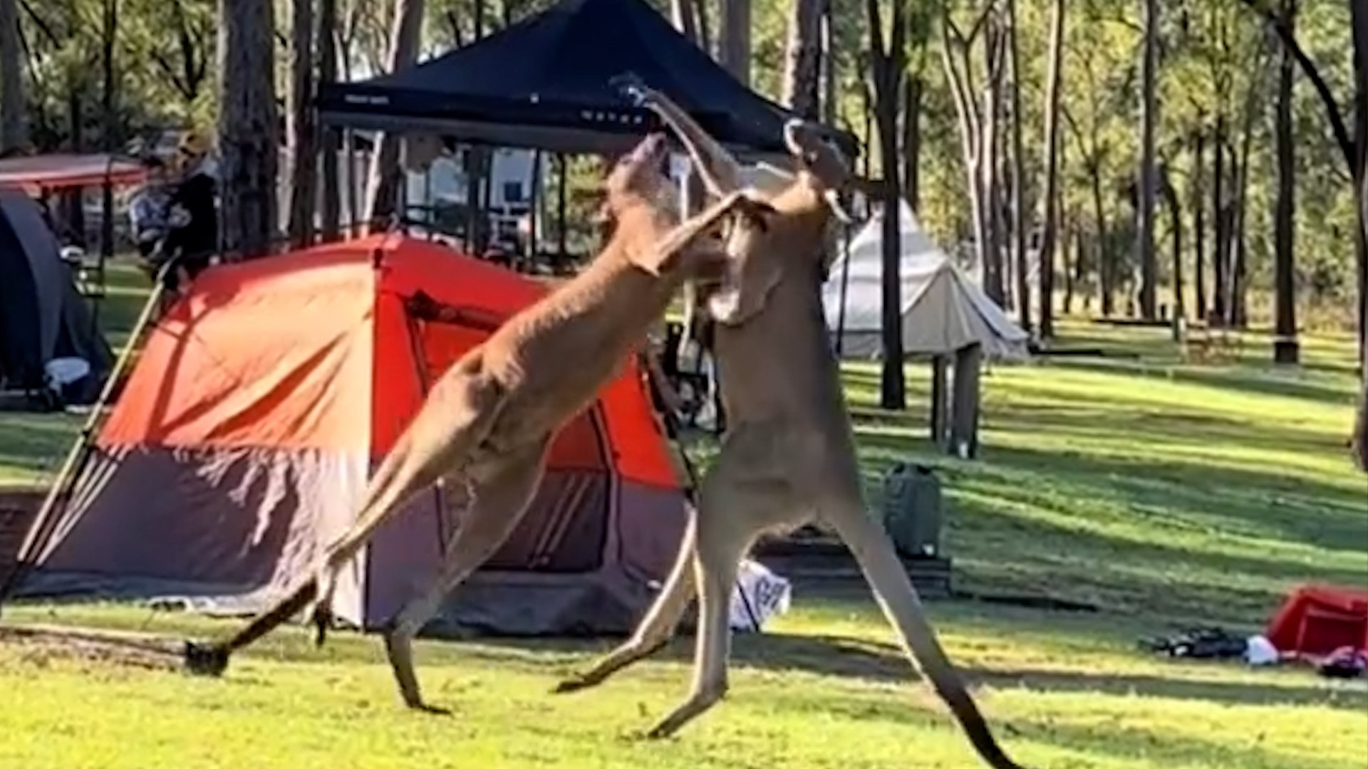 ⁣Kangaroos caught in boxing match in the middle of campground