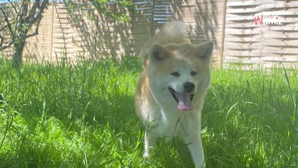 Ils ramènent leur chien au refuge 48H après l'avoir adopté : leurs « excuses » ne tiennent pas la route