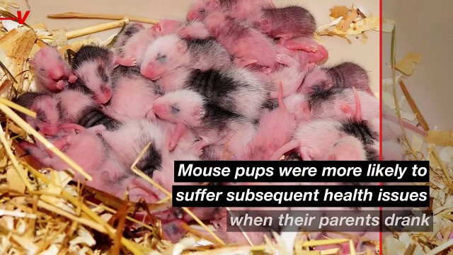 Parental Drinking Could Affect Unborn Children More Than Previously Known