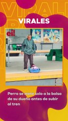 Se hace viral un perro que se mete solo a la bolsa de su dueño antes de que llegue el tren