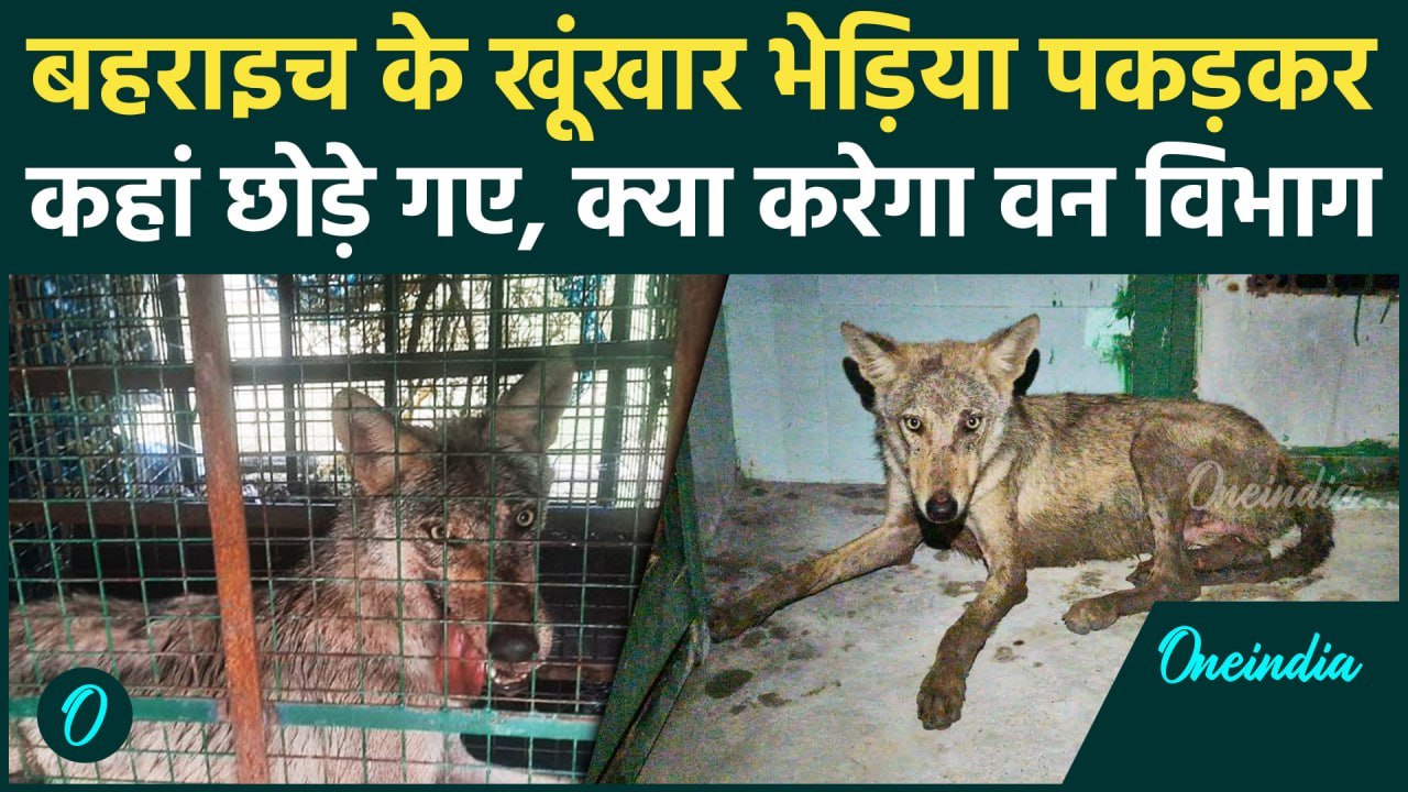 Bahraich: खूंखार भेड़ियों को पकड़कर कहां भेजा गया, वन विभाग की क्या है प्लानिंग | वनइंडिया हिंदी