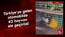 Türkiye'ye gelen otomobilde 6 türden 42 hayvan ele geçirildi