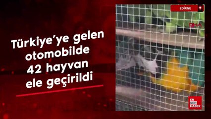 Türkiye'ye gelen otomobilde 6 türden 42 hayvan ele geçirildi
