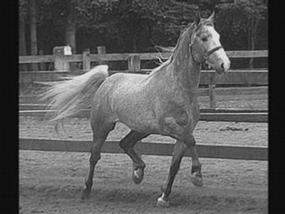 Chevaux