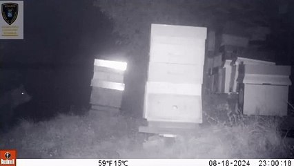 Orso avvistato in Valvestino, nel Bresciano