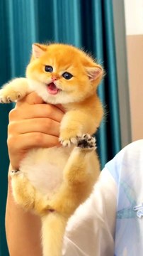 Funny cat cute cat beautiful cat cat #naturalbeauty933#natural#beauty#night#hotvideo#hottrend#trendingvideo#trendvideo#cat#beautiful#nicellok