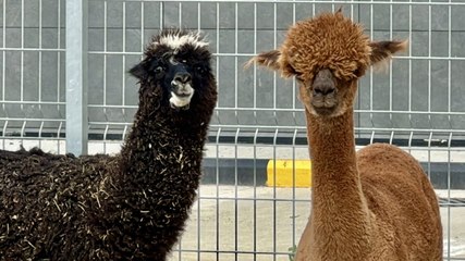 Sınırda yakalandılar: Kanguru, alpaka, uçan sincap...