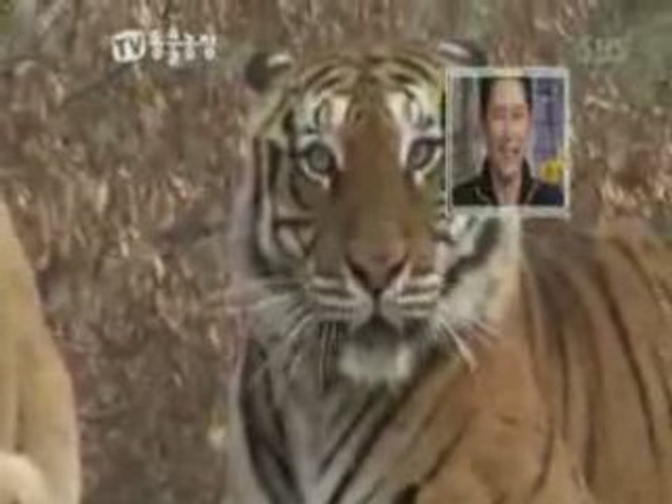 Tiger vs Lion