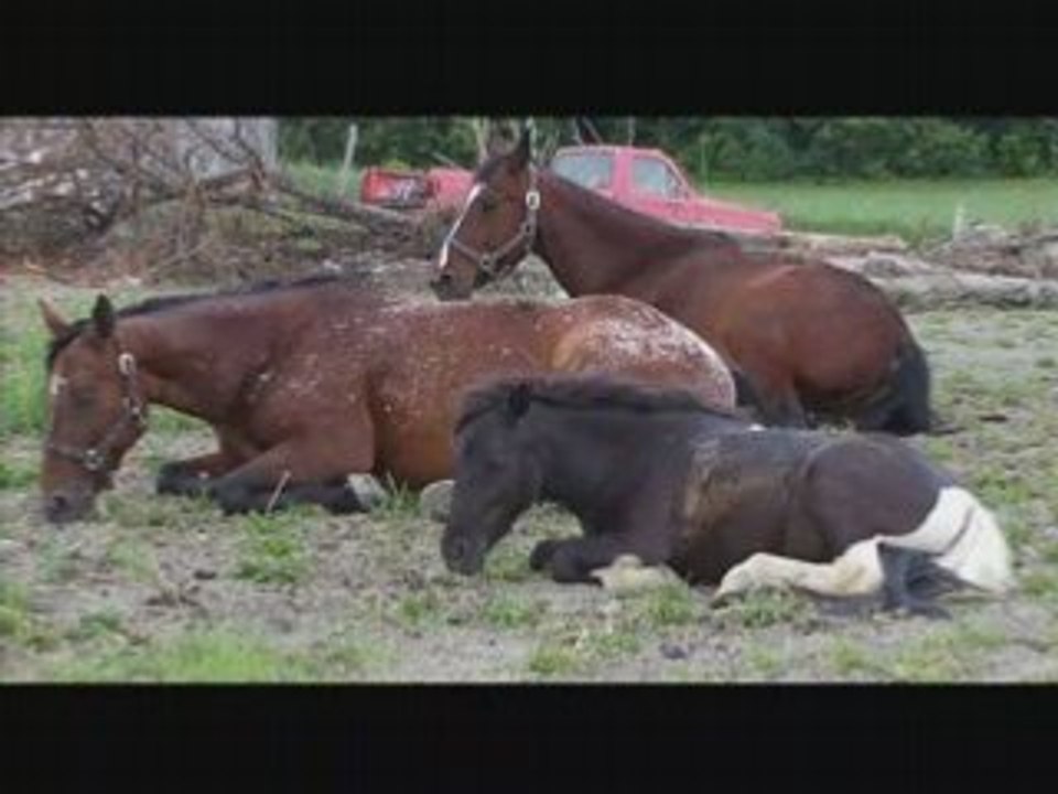 Alors ! Une Sieste ....