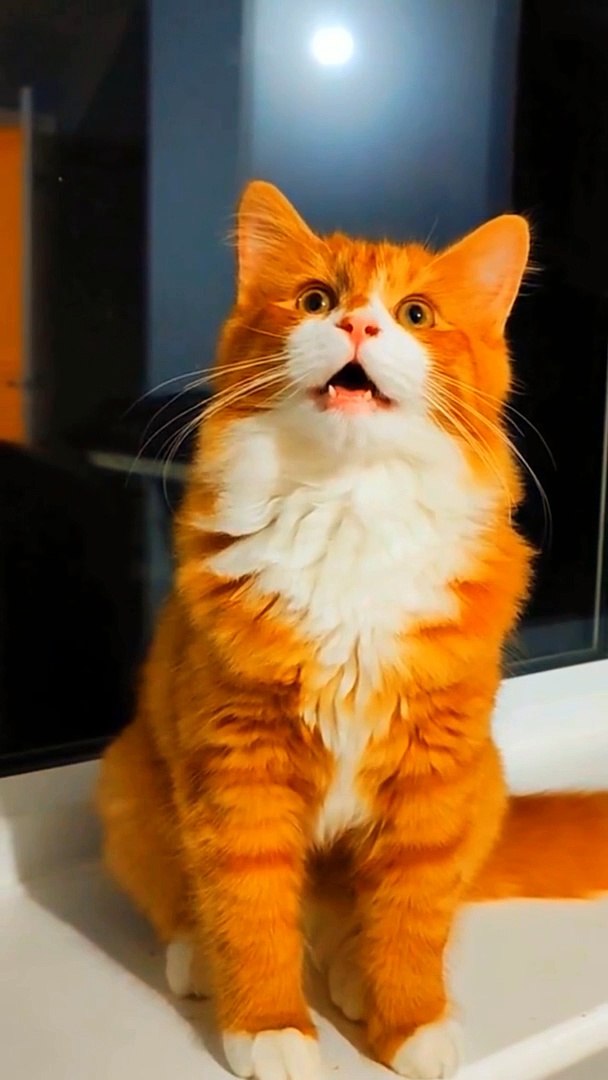 ⁣See me entertainment, cute cats,pets animals.