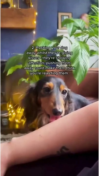  6 Surprising Things That Hurt Your Dog’s Feelings!  #DogCare #PetLovers