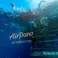 360 ' Diving with Sharks around the World
