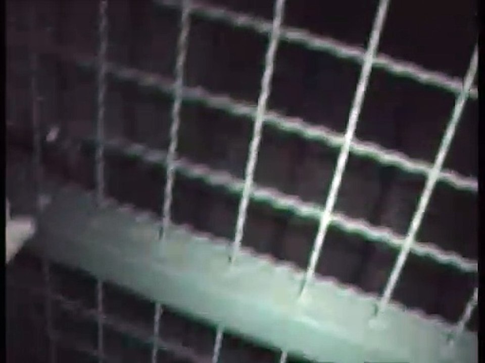 30.08.2024 - Sind alle Hühner und der Chef da ?