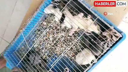 Edirne'de sınır kapısında kanguru ve geyik yakalandı