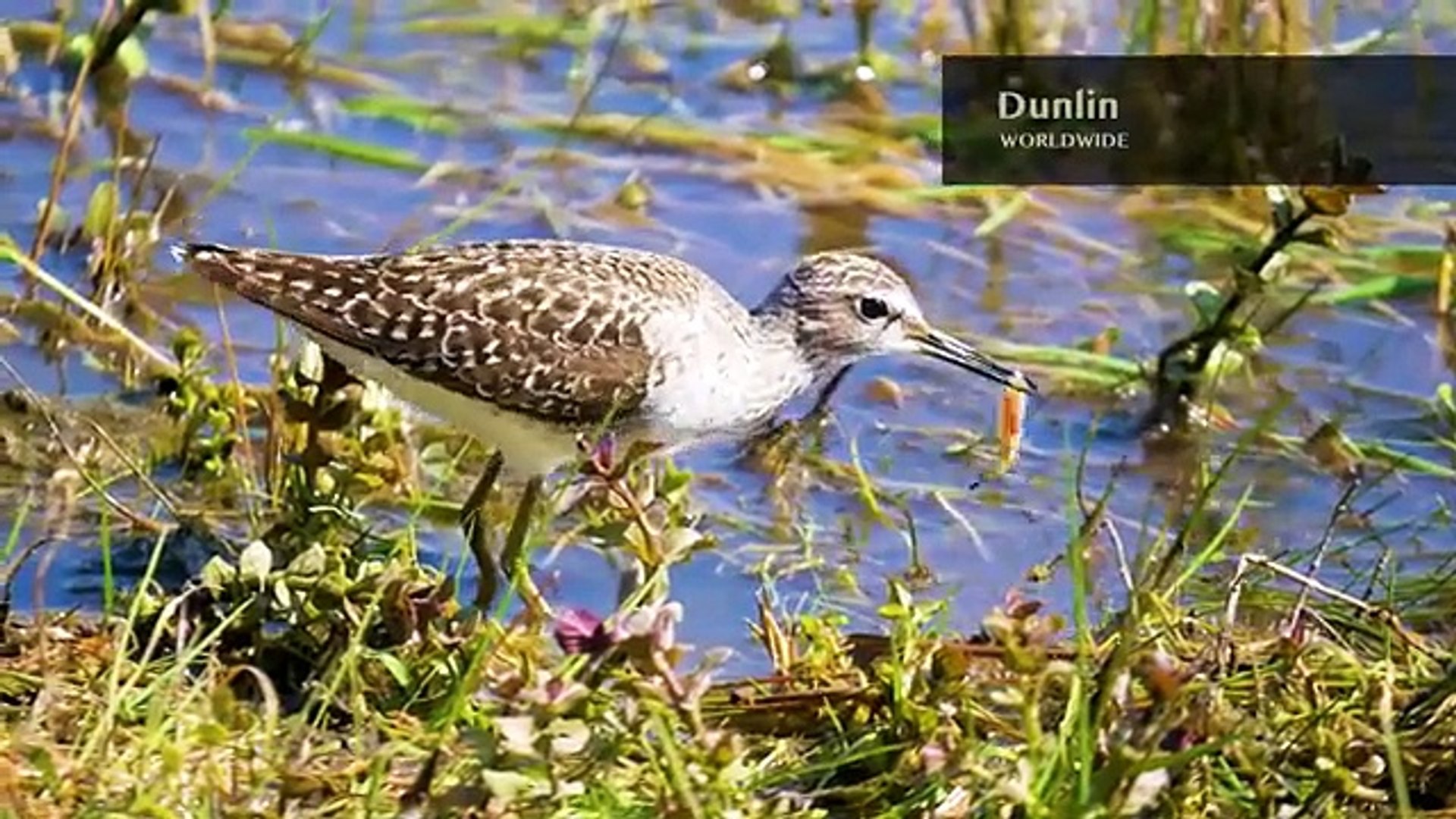 ⁣ANIMALS NAMES and SOUNDS 8K