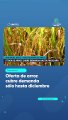 Oferta de arroz cubre demanda sólo hasta diciembre