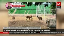 Autoridades detienen a hombre por posesión de drogas y armas en Sinaloa
