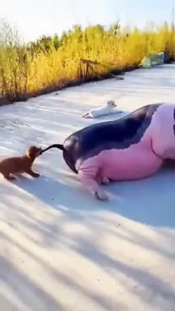 Pets funny #youtubeshorts #petsfunny #foryou #funny #pets