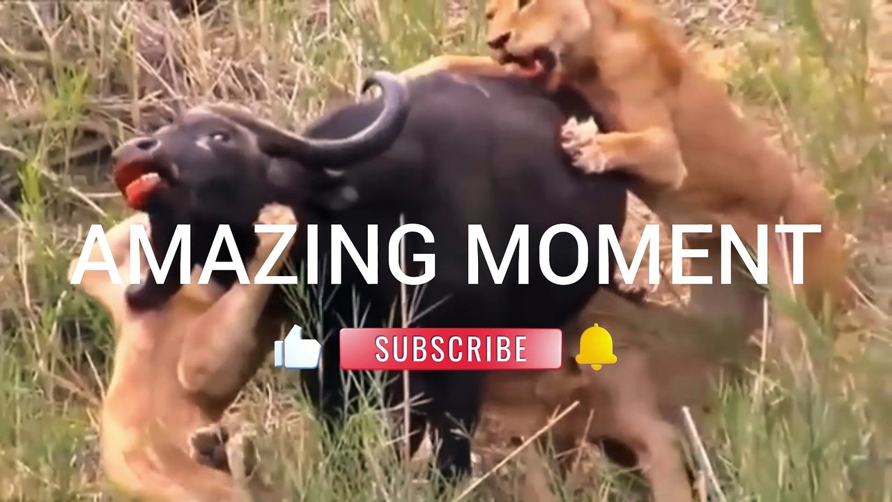 AMAZING MOMENT