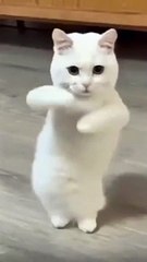 Comedy intertainment