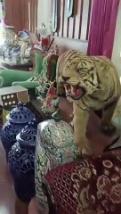 A house full of antiques in East Java