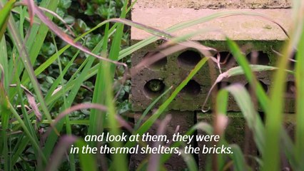 Australian sauna helps save frogs from flesh-eating fungus