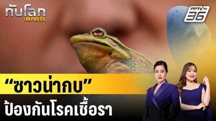 นักวิทย์ออสซี่สร้าง “ซาวน่ากบ” ป้องกันโรคเชื้อรา | ทันโลก EXPRESS | 31 ส.ค. 67