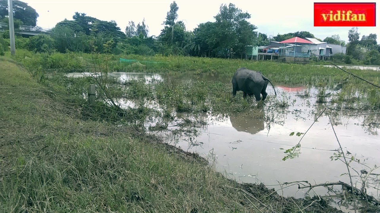 Le buffle mange de l'herbe dans les champs -Il bufalo mangia l'erba del campo-  El búfalo come hierba en el campo. -buffalo eating grass in the field