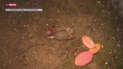 La Garenne-Colombes : un quartier envahi par les rats