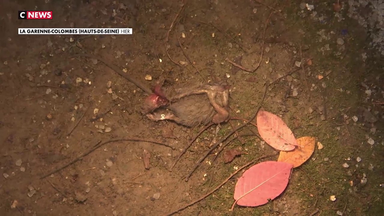 La Garenne-Colombes : un quartier envahi par les rats