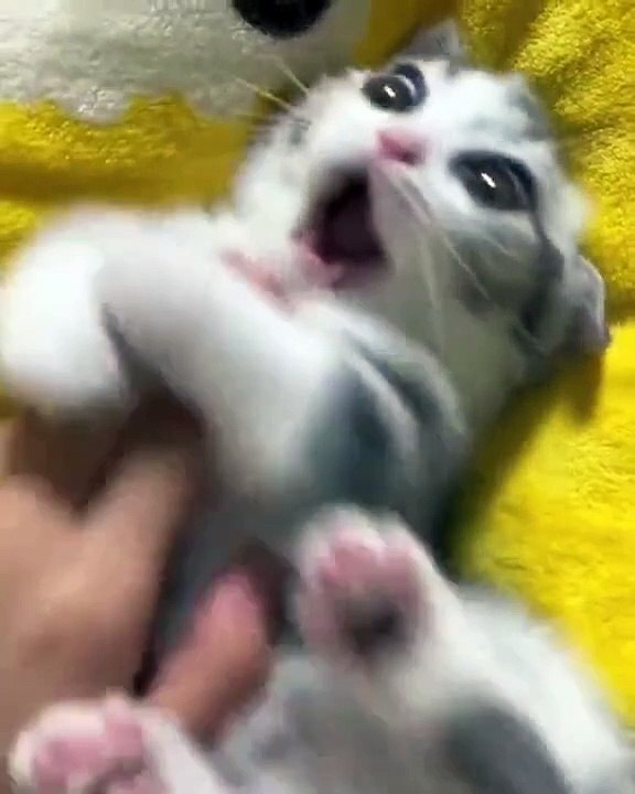 #kitty #love #cute #pet #animals