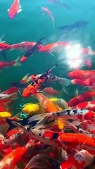 Beautiful Video | Nice nature view | our planet