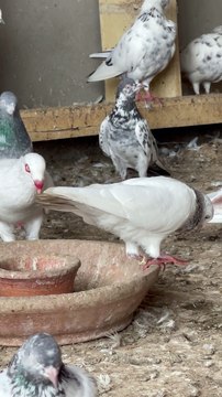 #trending #usa #viral #shortvideo #baby #pet #animals #birds #pigeon #pigeonlove #danish #magpies