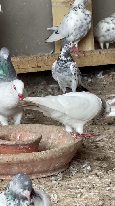 #trending #usa #viral #shortvideo #baby #pet #animals #birds #pigeon #pigeonlove #danish #magpies