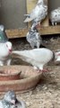 #trending #usa #viral #shortvideo #baby #pet #animals #birds #pigeon #pigeonlove #danish #magpies