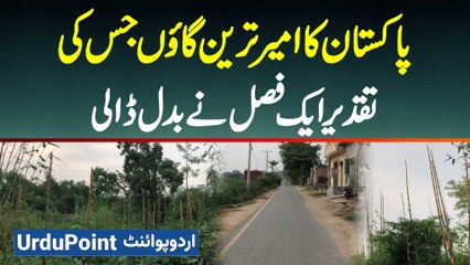 Pakistan Ka Richest Village Nizampura Jaha Sara Gaon Baans Ki Kasht Karta Hai - Bamboo Cultivation