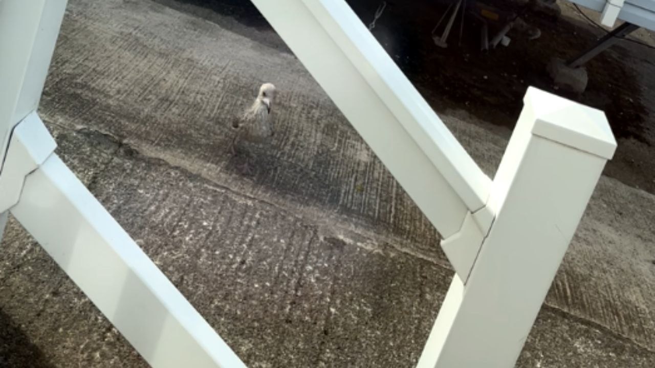 Apparently injured seagull turns into a seagull brawl at the caravan