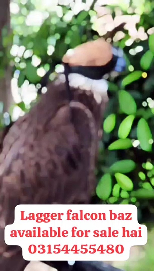 ⁣Funny animal talking animals